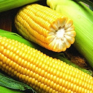 What varieties of corn are there and how to choose the best one for yourself