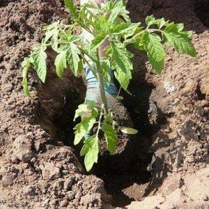 Ertragreich, früh reifend, pflegeleicht und ideal zum Einmachen von Gulliver-Tomaten