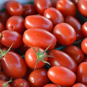 Ertragreich, früh reifend, pflegeleicht und ideal zum Einmachen von Gulliver-Tomaten