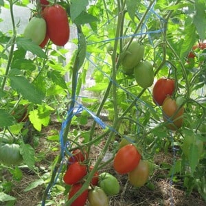 Produktif, masak awal, tidak memerlukan penjagaan dan sesuai untuk mengetin tomato Gulliver