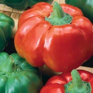 Come cucinare il peperone Ratunda con miele per l'inverno: ricette per la conservazione in salsa di pomodoro, olio e marinate