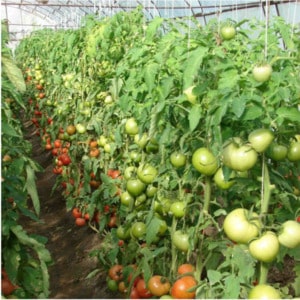 Hybrid Berberan tomato: mga pakinabang at disadvantages ng mga species, sunud-sunod na pamamaraan para sa paglaki nito