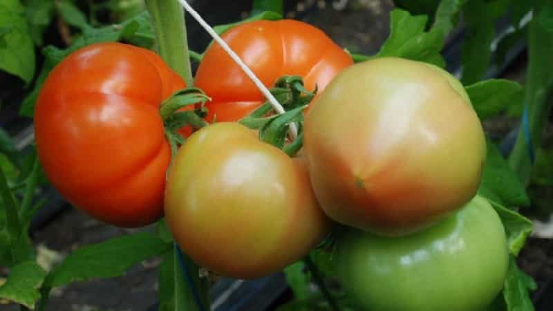 Tomate híbrido bereber: ventajas y desventajas de la especie, métodos paso a paso para cultivarlo