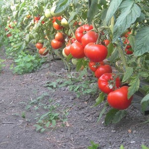 Hybrid Berberan tomato: mga pakinabang at disadvantages ng mga species, sunud-sunod na pamamaraan para sa paglaki nito