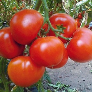 Pomodoro ibrido berbero: vantaggi e svantaggi della specie, metodi passo passo per coltivarlo