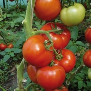 Tomate híbrido bereber: ventajas y desventajas de la especie, métodos paso a paso para cultivarlo