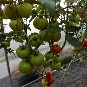 Hybrid Berberan tomato: mga pakinabang at disadvantages ng mga species, sunud-sunod na pamamaraan para sa paglaki nito