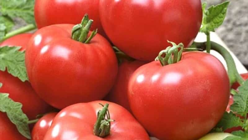 Hybrid Berberan tomato: mga pakinabang at disadvantages ng mga species, sunud-sunod na pamamaraan para sa paglaki nito