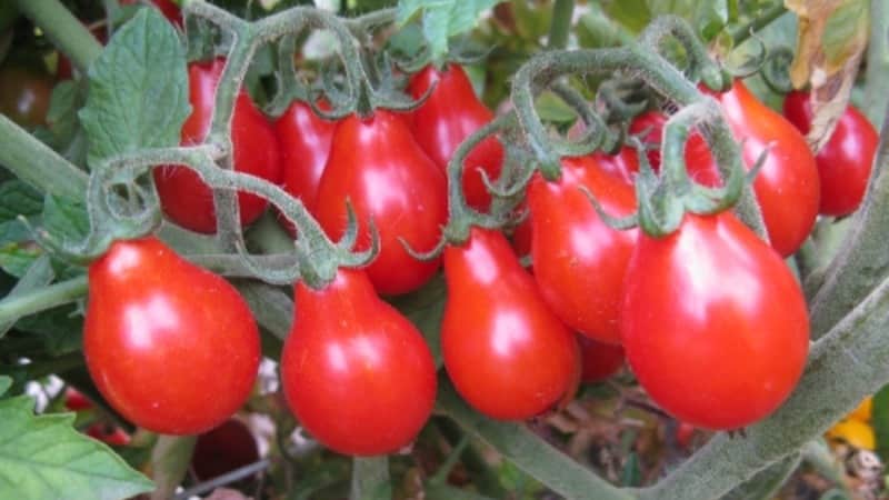 Wie Sie auf Ihrem eigenen Grundstück eine unglaublich schöne und leckere Matroschka-Tomate anbauen