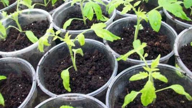 How to grow an incredibly beautiful and tasty Matryoshka tomato on your own plot