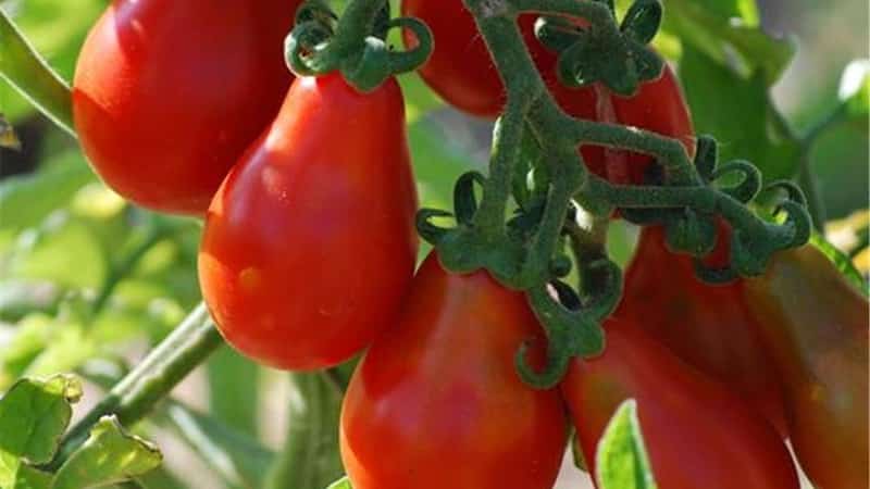 자신의 음모에서 믿을 수 없을만큼 아름답고 맛있는 Matryoshka 토마토를 재배하는 방법