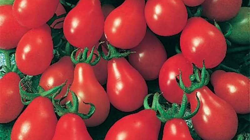 Wie Sie auf Ihrem eigenen Grundstück eine unglaublich schöne und leckere Matroschka-Tomate anbauen