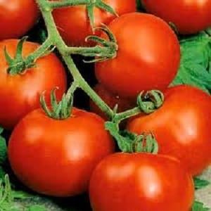 Miniature bushes with neat tomatoes, bearing fruit until frost - Torch tomatoes