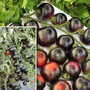 Overrask dine gjester og naboer med uvanlige tomater - Black Bunch F1 tomat