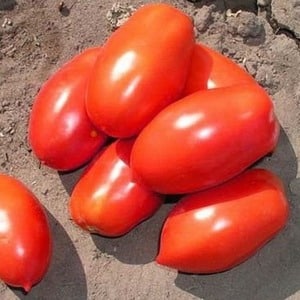 The legendary hybrid - the Incas tomato: why it is so loved in different countries, and why you will like it