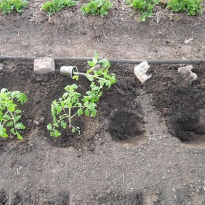 Den legendariske hybrid - Inka-tomaten: hvorfor den er så elsket i forskellige lande, og hvorfor du vil kunne lide den