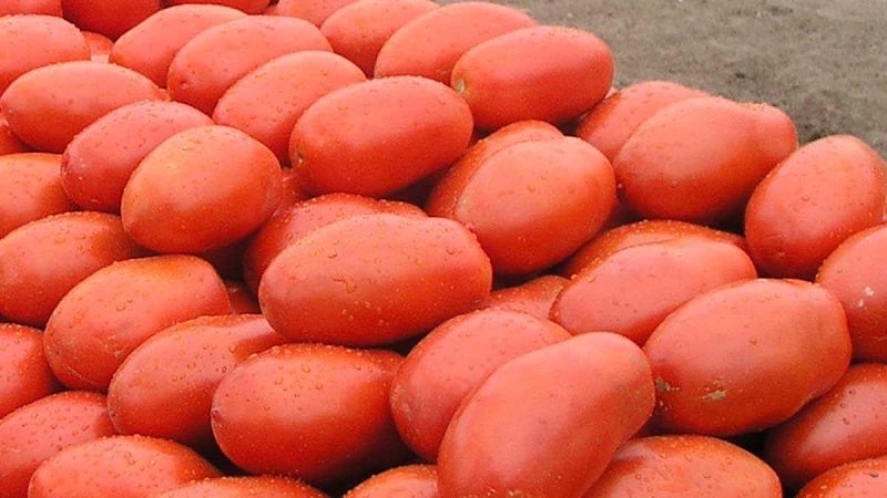 The legendary hybrid - the Incas tomato: why it is so loved in different countries, and why you will like it