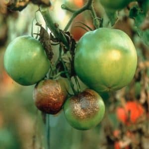 Bewährte Titan-Tomate für den Anbau im Freiland