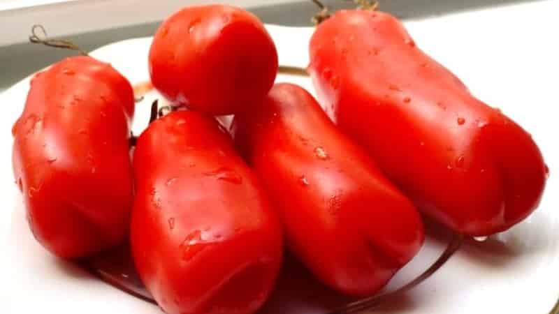 Variedade de tomate Auria de criadores de Novosibirsk, famosa por seu alto rendimento e excelente sabor de frutas