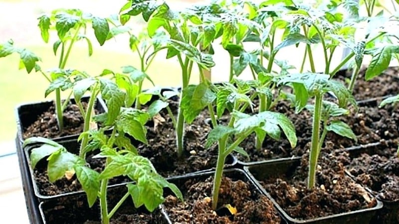 Varietà di pomodoro Auria degli allevatori di Novosibirsk, famosa per l'elevata resa e l'eccellente gusto dei frutti