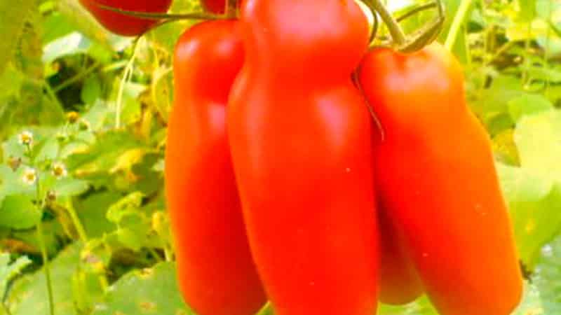 Varietà di pomodoro Auria degli allevatori di Novosibirsk, famosa per l'elevata resa e l'eccellente gusto dei frutti