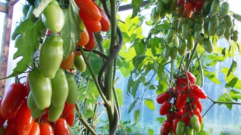 Iba't ibang Auria tomato mula sa mga breeder ng Novosibirsk, sikat sa mataas na ani at mahusay na lasa ng mga prutas