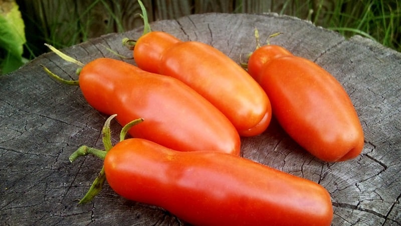 Varietà di pomodoro Auria degli allevatori di Novosibirsk, famosa per l'elevata resa e l'eccellente gusto dei frutti