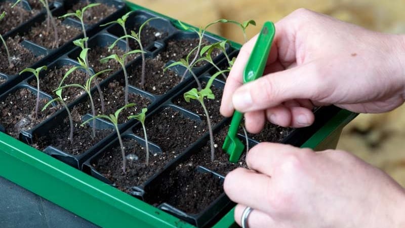 Variété de tomate Auria des sélectionneurs de Novossibirsk, célèbre pour son rendement élevé et son excellent goût de fruit