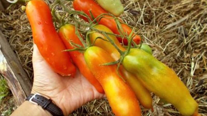 Varieti tomato Auria dari penternak Novosibirsk, terkenal dengan hasil yang tinggi dan rasa buah-buahan yang sangat baik