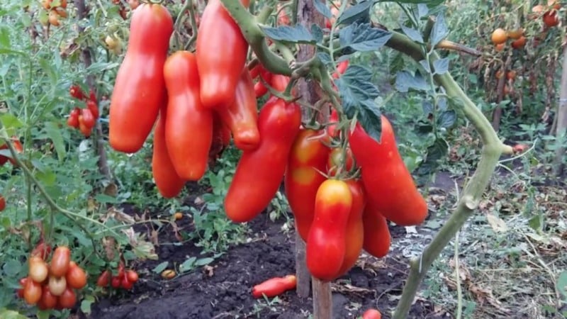 Variedade de tomate Auria de criadores de Novosibirsk, famosa por seu alto rendimento e excelente sabor de frutas