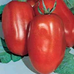 Tomato Diabolik yang dibangunkan oleh penternak Jepun: mengapa ia baik dan mengapa ia disukai oleh petani domestik