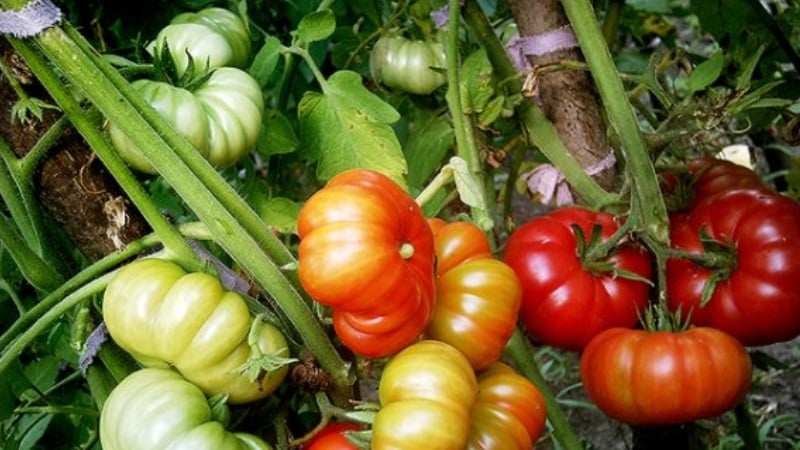 Miraklet med hollandsk udvælgelse - Marmande-tomaten: hvad er godt, og hvordan man dyrker det på din egen grund