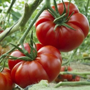 Miraklet med nederlandsk utvalg - Marmande-tomaten: hva er bra og hvordan du dyrker det på din egen tomt