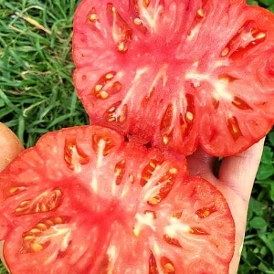 Ang himala ng pagpili ng Dutch - ang Marmande tomato: kung ano ang mabuti at kung paano palaguin ito sa iyong sariling balangkas