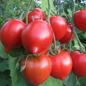 En ung sort, der vinder popularitet blandt sommerbeboere - Legend Tarasenko tomaten, ideel til dyrkning i åben jord