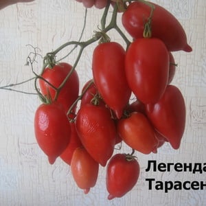 En ung variant som vinner popularitet blant sommerboere - Legend Tarasenko-tomaten, ideell for dyrking i åpen mark