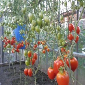 En ung variant som vinner popularitet blant sommerboere - Legend Tarasenko-tomaten, ideell for dyrking i åpen mark