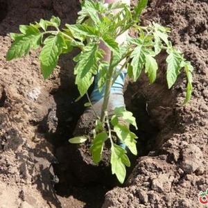 זן צעיר שצובר פופולריות בקרב תושבי הקיץ - עגבנייה Legend Tarasenko, אידיאלית לגידול באדמה פתוחה