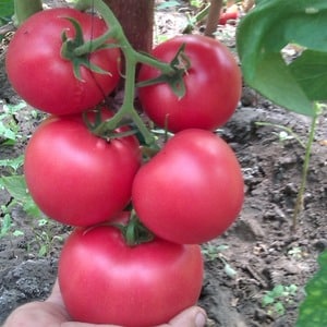 Vor- und Nachteile der Torbay-Tomate: Warum Sie versuchen sollten, sie anzubauen