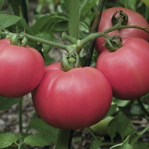 Fordeler og ulemper med Torbay-tomaten: hvorfor du bør prøve å dyrke den