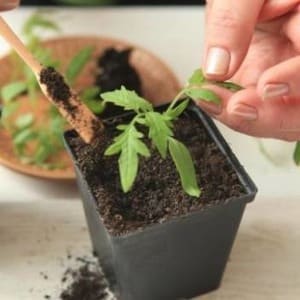 Advantages and disadvantages of the Torbay tomato: why you should try growing it