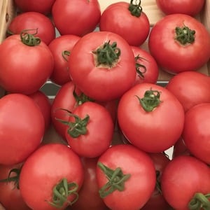 Fordeler og ulemper med Torbay-tomaten: hvorfor du bør prøve å dyrke den