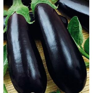 En relativt ny aubergine-sort kaldet Almaz, men en der er blevet en favorit blandt sommerboere.