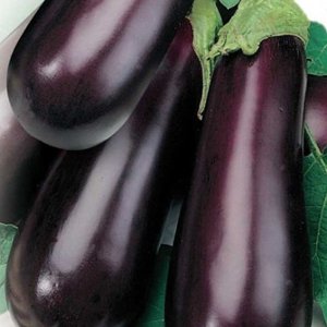 En relativt ny auberginesort kalt Almaz, men en som har blitt en favoritt blant sommerboere.