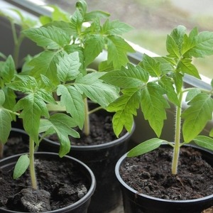 Varieti pertengahan musim dengan buah-buahan, seperti dalam gambar - Tomato utama dan arahan untuk menanamnya di tanah terbuka dan tertutup