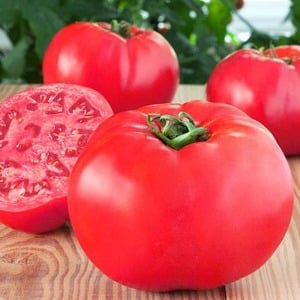 Mid-season variety with fruits, as in the picture - Major tomato and instructions for growing it in open and closed ground