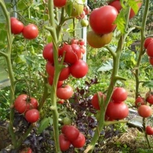 Variedad de mitad de temporada con frutas, como en la imagen: tomate Major e instrucciones para cultivarlo en terreno abierto y cerrado.