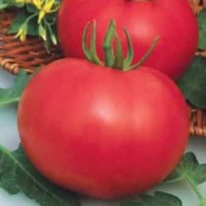 Mid-season variety with fruits, as in the picture - Major tomato and instructions for growing it in open and closed ground