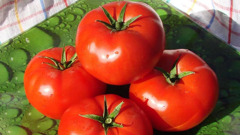 Hindi mapagpanggap, unibersal na gamitin, maagang ripening tomato Druzhok f1: mga review at lumalaking mga lihim