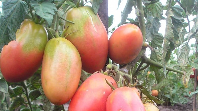 Makatas at hindi kapani-paniwalang masarap na prutas diretso mula sa hardin - ang Solokha tomato at ang mga lihim ng wastong pangangalaga para dito